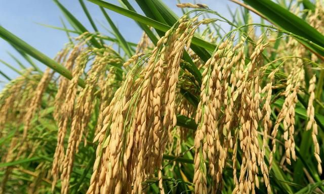 “五谷杂粮”之稻类，只用rice是不够的，你会多少？