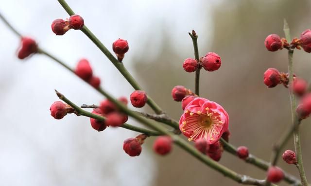 立春居然分早晚，这里头讲究可大了