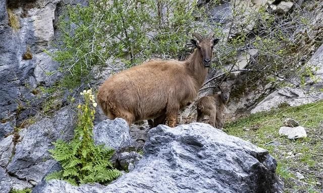 喜马拉雅山上塔尔羊，长一双横瞳，身披狮子鬃毛，站在峭壁上降膘