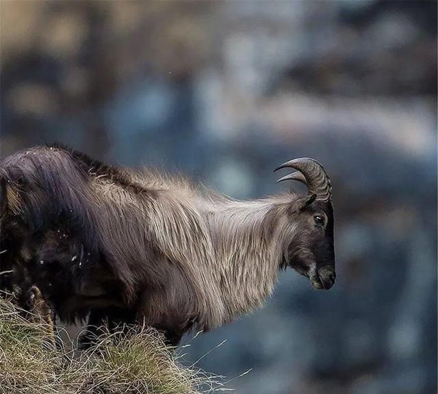 喜马拉雅山上塔尔羊，长一双横瞳，身披狮子鬃毛，站在峭壁上降膘