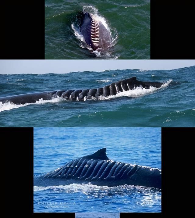 虎鲸怎样猎杀鲸鱼？轮番按压淹死灰鲸，却只吃喜欢的两个小东西