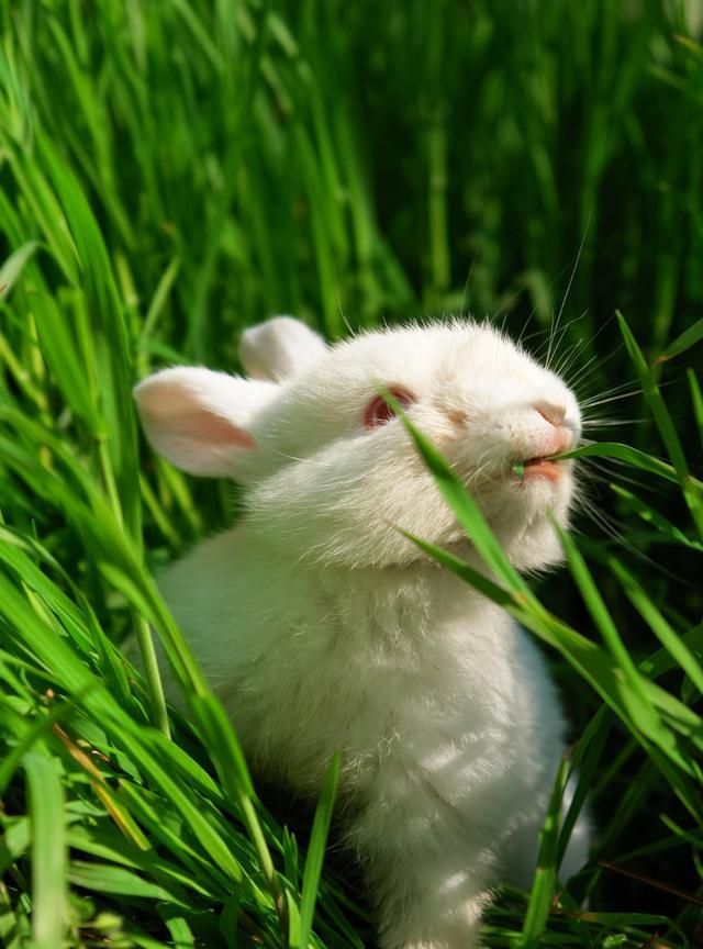 兔子不吃窝边草是什么意思，兔子吃了窝边草又会怎样？