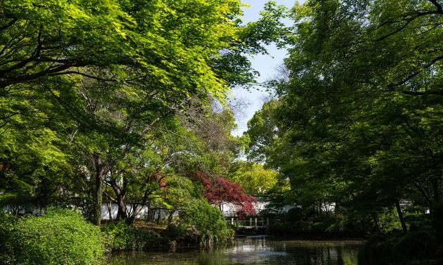 魂来枫林青，魂返关塞黑