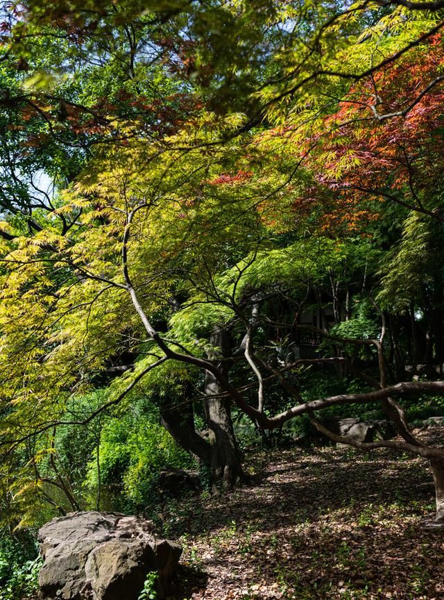 魂来枫林青，魂返关塞黑