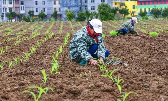 “秋收好不好，看五月二十天气能知晓”，为啥这样说？有道理吗？