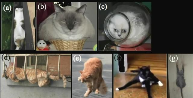 液体猫咪之谜：为什么说猫都是液体？这竟然是被证明过的科学结论