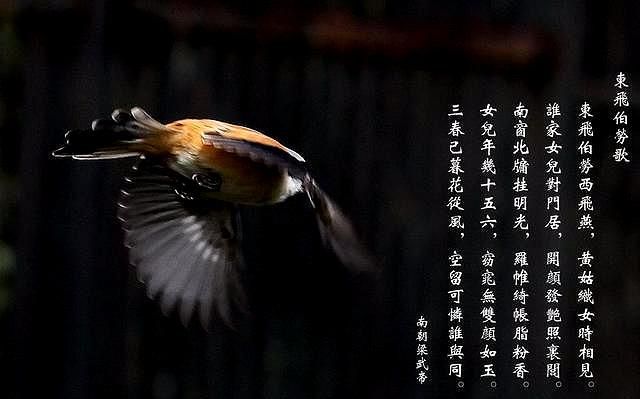 成语“劳燕分飞”中“劳燕”其实是两种鸟，可不是“疲燕”的意思