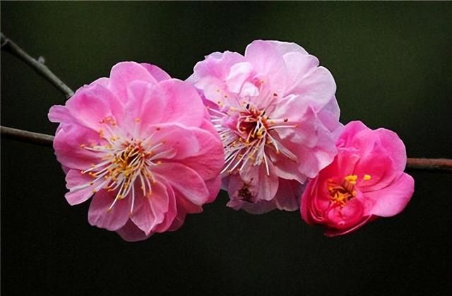 花的寓意，代表友谊的花