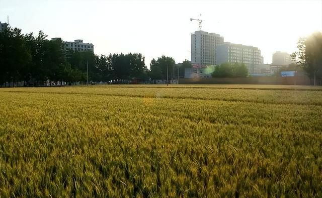 四月十八是“祈嗣日”，下雨好还是晴天好？看看农谚怎么说