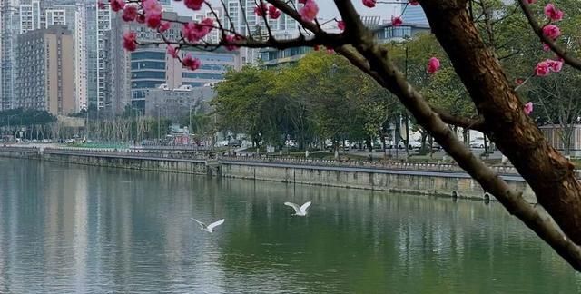 古风诗｜春风物语嫣 草木诗华年（五首）