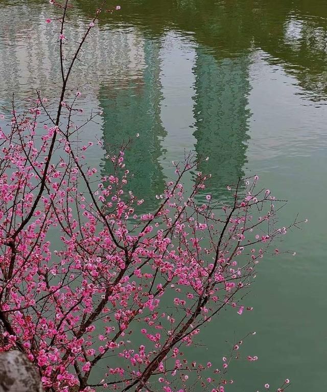 古风诗｜春风物语嫣 草木诗华年（五首）