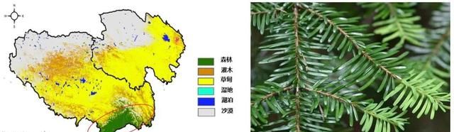 青藏高原森林土壤中DDT的含量是目前全球最高的，高北欧森林十倍