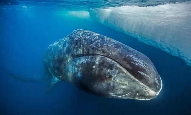 地球上最长寿的10种动物，居然都生活在水中！最后两种可能永生