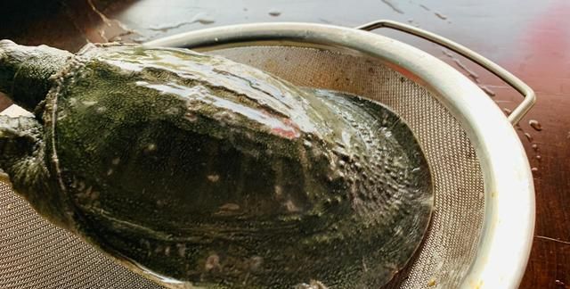 这才是广东水鱼鸡正宗的做法，教你挑水鱼和烹煮小技巧，值得收藏
