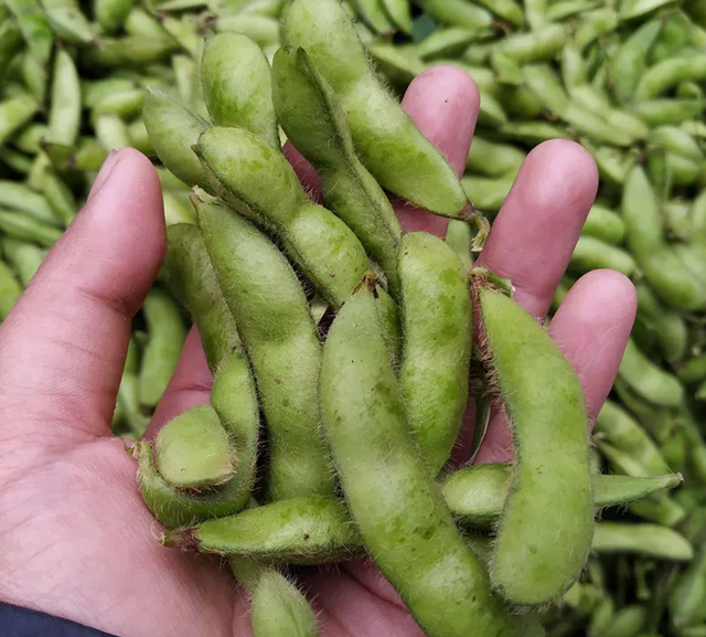 ​煮毛豆，最忌直接煮，发黄还没味！牢记4个诀窍，比夜市上还好吃