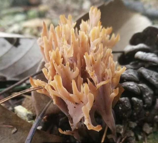 季节限定，口感秒杀松茸，浙江大山里珊瑚菌破土而出，还有哪些菌能吃，哪些不能？