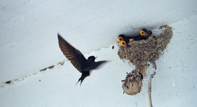 科普：喜欢在人家筑巢的燕子，你保护了它，它也在默默回馈你