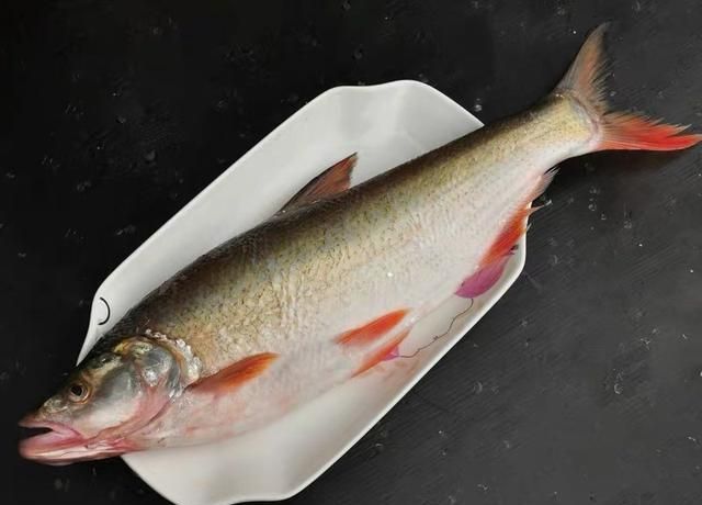 红尾鱼经常被认为翘嘴，习性和翘嘴截然不同，红尾鱼其实不难钓