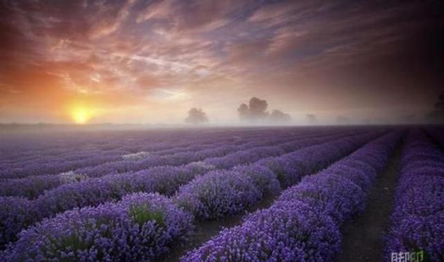 Provence，那个天堂般的地方，紫色的浪漫充盈着整个天空