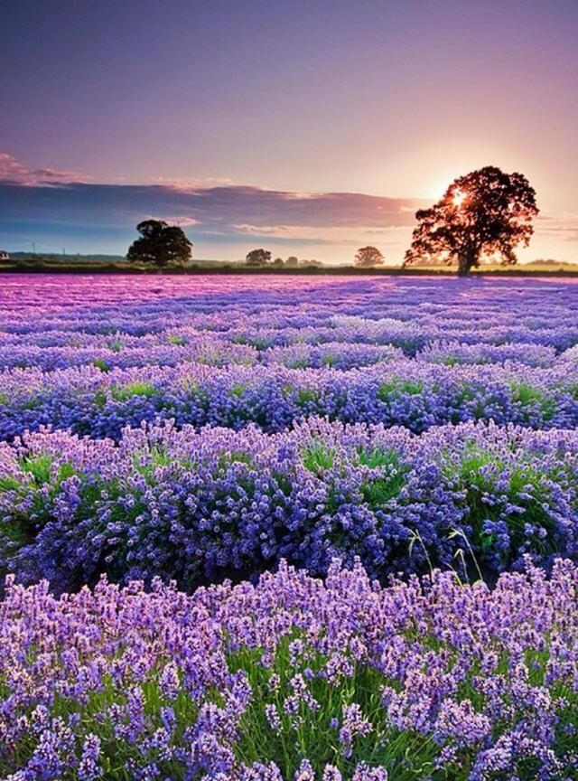 Provence，那个天堂般的地方，紫色的浪漫充盈着整个天空