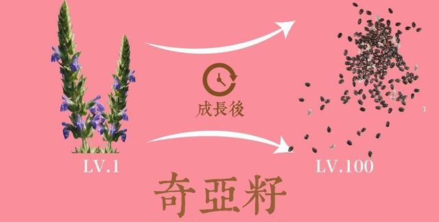 世界11大美味坚果，其中3种东北盛产，长在树上时你能认出几种来