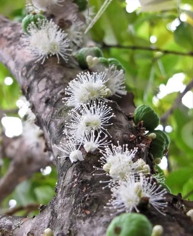 嘉宝果，树上的黑珍珠，一果多味，果冻质感，软糯多汁