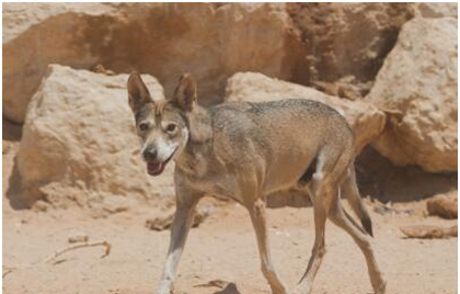 世界上最小的狼，阿拉伯狼肩高仅半米多