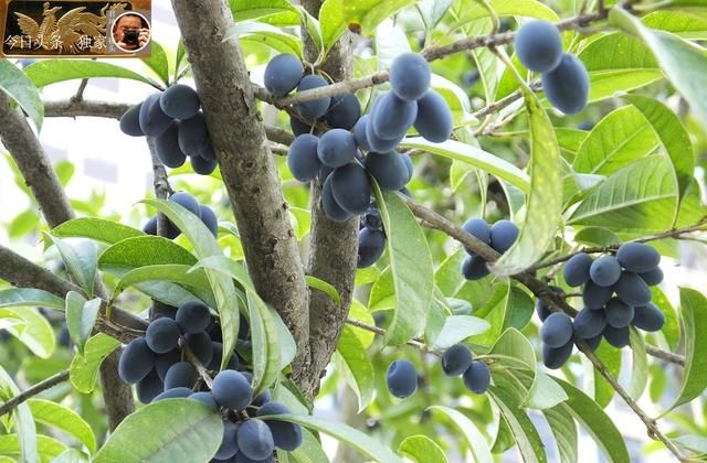 湖北宜昌：桂花树果实成熟，酷似紫蓝色宝石！果实可以食用吗？