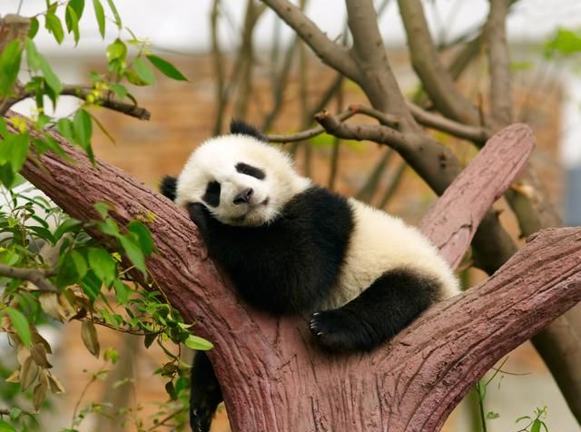 小熊猫、大熊猫，傻傻分不清楚 小熊猫大熊猫谁更濒危