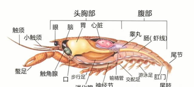 小龙虾解剖构造图，看完你就不会乱吃了