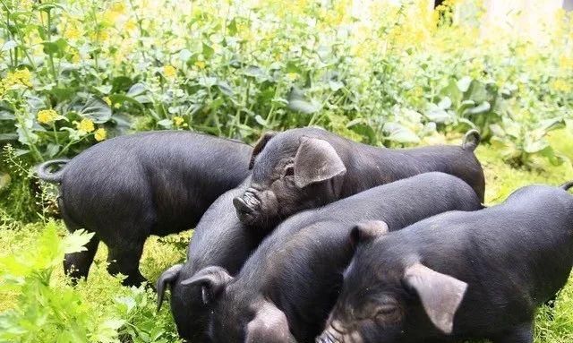 刘宏/肉香满村