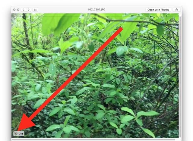 新手技巧:在Mac信息应用中查看Live Photos