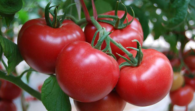 番茄也分“公母”？老菜农教你几招，沙甜多汁的番茄一挑一个准