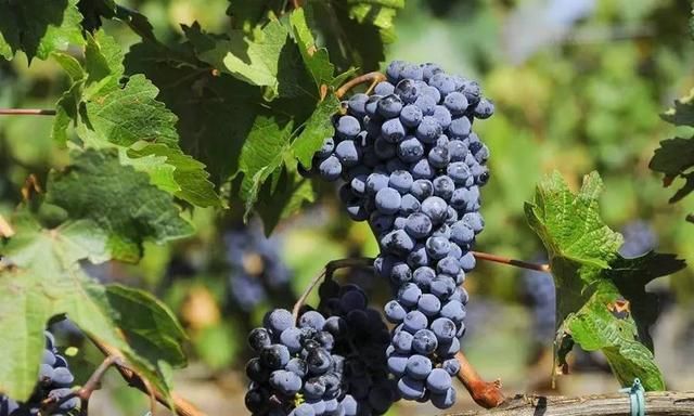 波亚克：波尔多左岸最贵葡萄酒村，没有之一