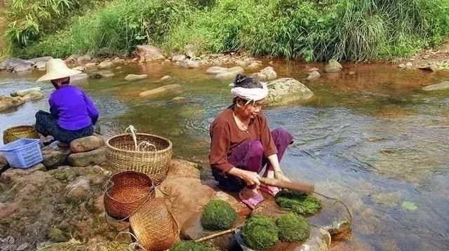 海苔、紫菜、苔菜、青苔，到底有什么不同？