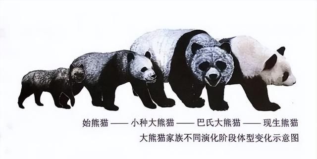 大熊猫起源于欧洲？考古发现1000万年前化石，为何后来中国定居？