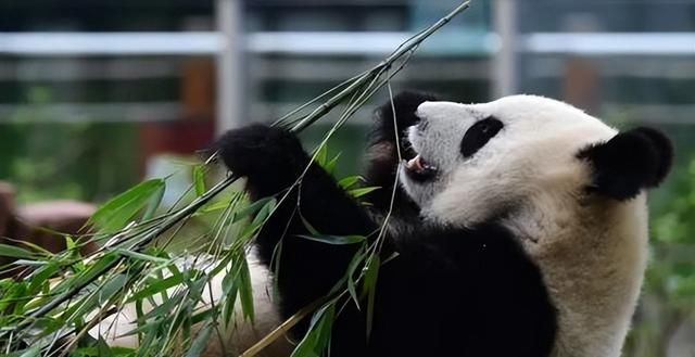 大熊猫起源于欧洲？考古发现1000万年前化石，为何后来中国定居？