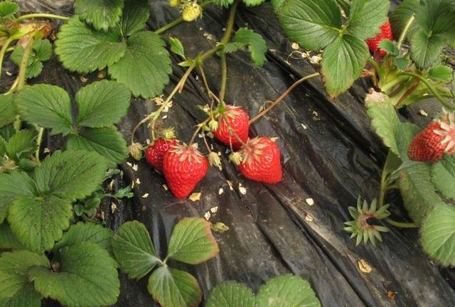 好看又美味的草莓，科学种植获高效