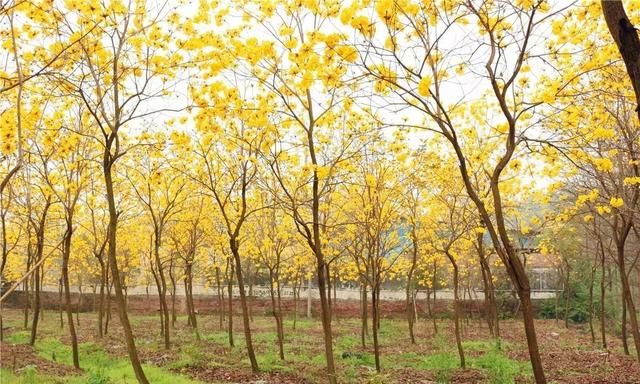 黄花风铃木惊艳登场！高明六大赏花好去处马上get