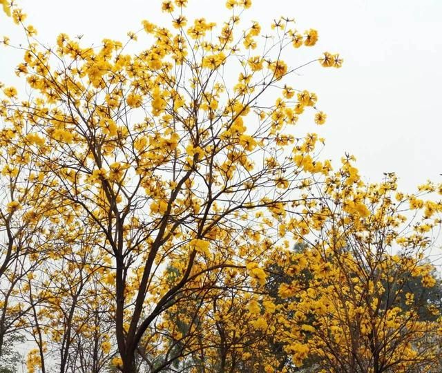 黄花风铃木惊艳登场！高明六大赏花好去处马上get