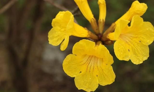 黄花风铃木惊艳登场！高明六大赏花好去处马上get