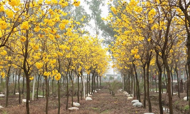 黄花风铃木惊艳登场！高明六大赏花好去处马上get