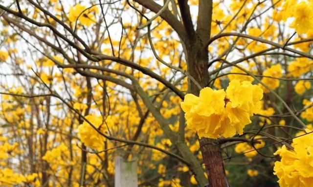 黄花风铃木惊艳登场！高明六大赏花好去处马上get