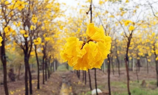 黄花风铃木惊艳登场！高明六大赏花好去处马上get