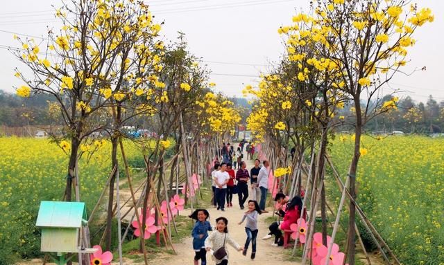 黄花风铃木惊艳登场！高明六大赏花好去处马上get