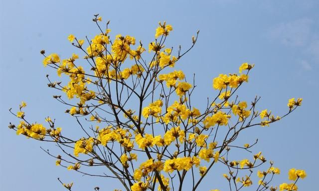 黄花风铃木惊艳登场！高明六大赏花好去处马上get