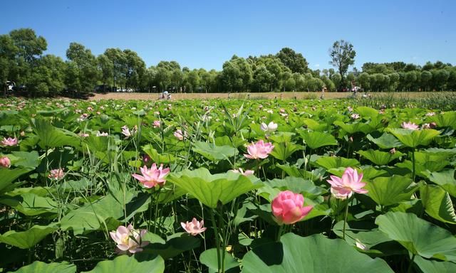 父亲节的由来和习俗