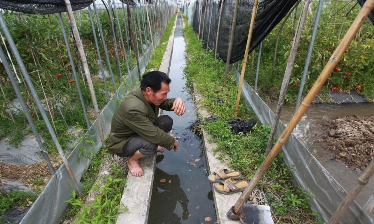 庄稼一枝花全靠肥,庄稼一枝花全靠你当家是什么意思图4