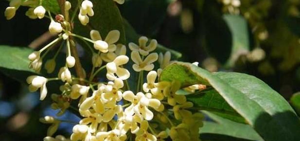 人闲桂花落夜静春山空，桂花的花期在秋季，为何春天落桂花？