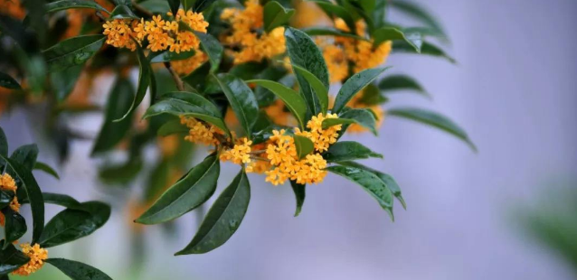 人闲桂花落夜静春山空，桂花的花期在秋季，为何春天落桂花？